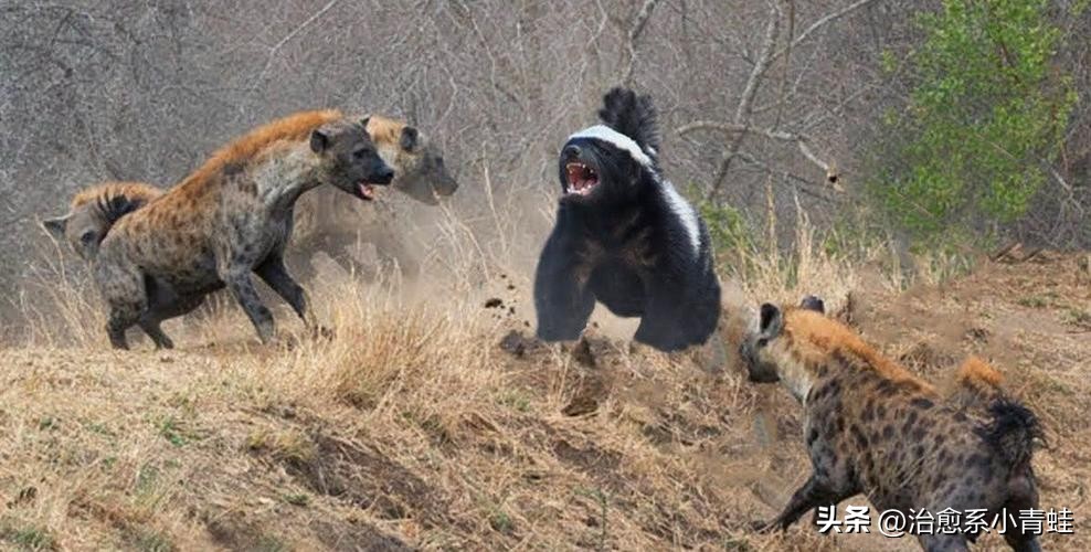 非洲最凶平头哥——蜜獾,生死看淡,不服就干