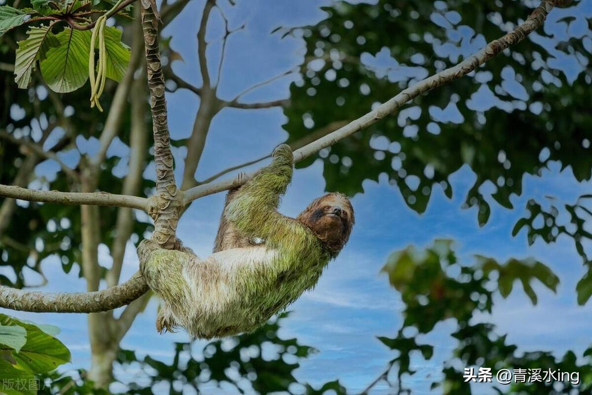 自然动物科普,世界大型珍稀动物科普活动