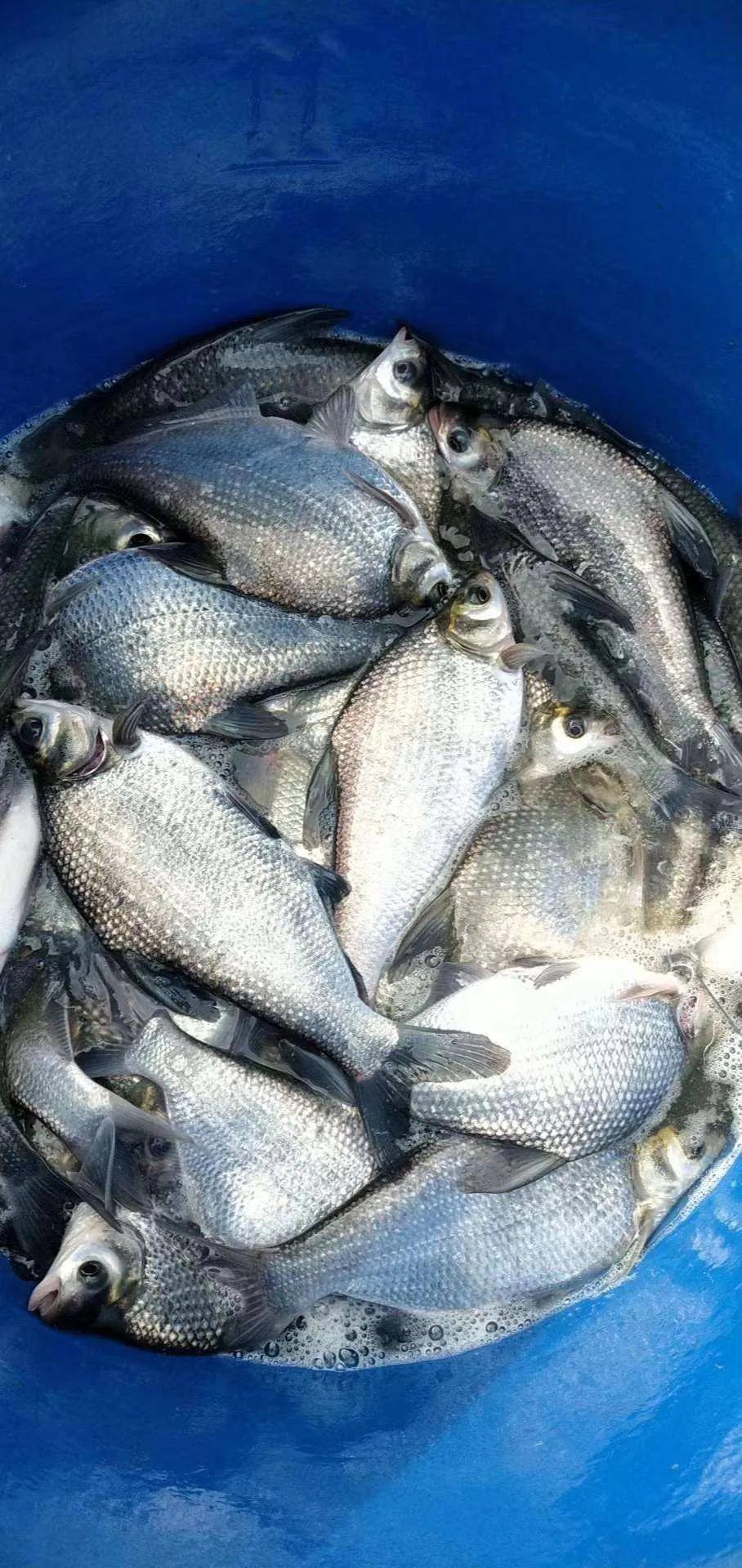 鱼类食材大全名称图片,鱼类菜谱大全100种