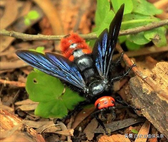 螨类害虫的农业防治措施,农业昆虫与害虫防治