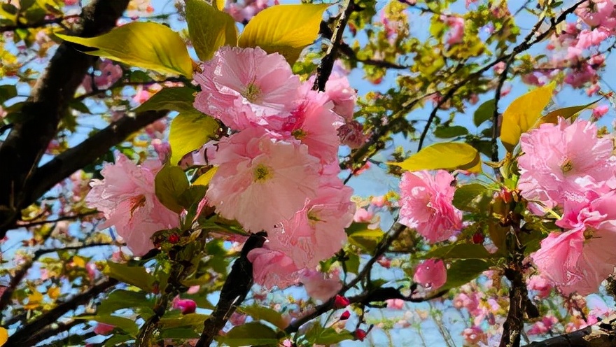 世界级的赏樱花的地方原来在这里,赏樱花的地方都在哪里