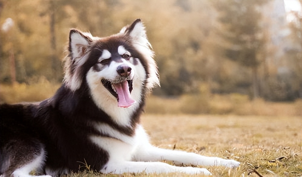 劝你不要养阿拉斯加！看完这几点你就知道为什么了