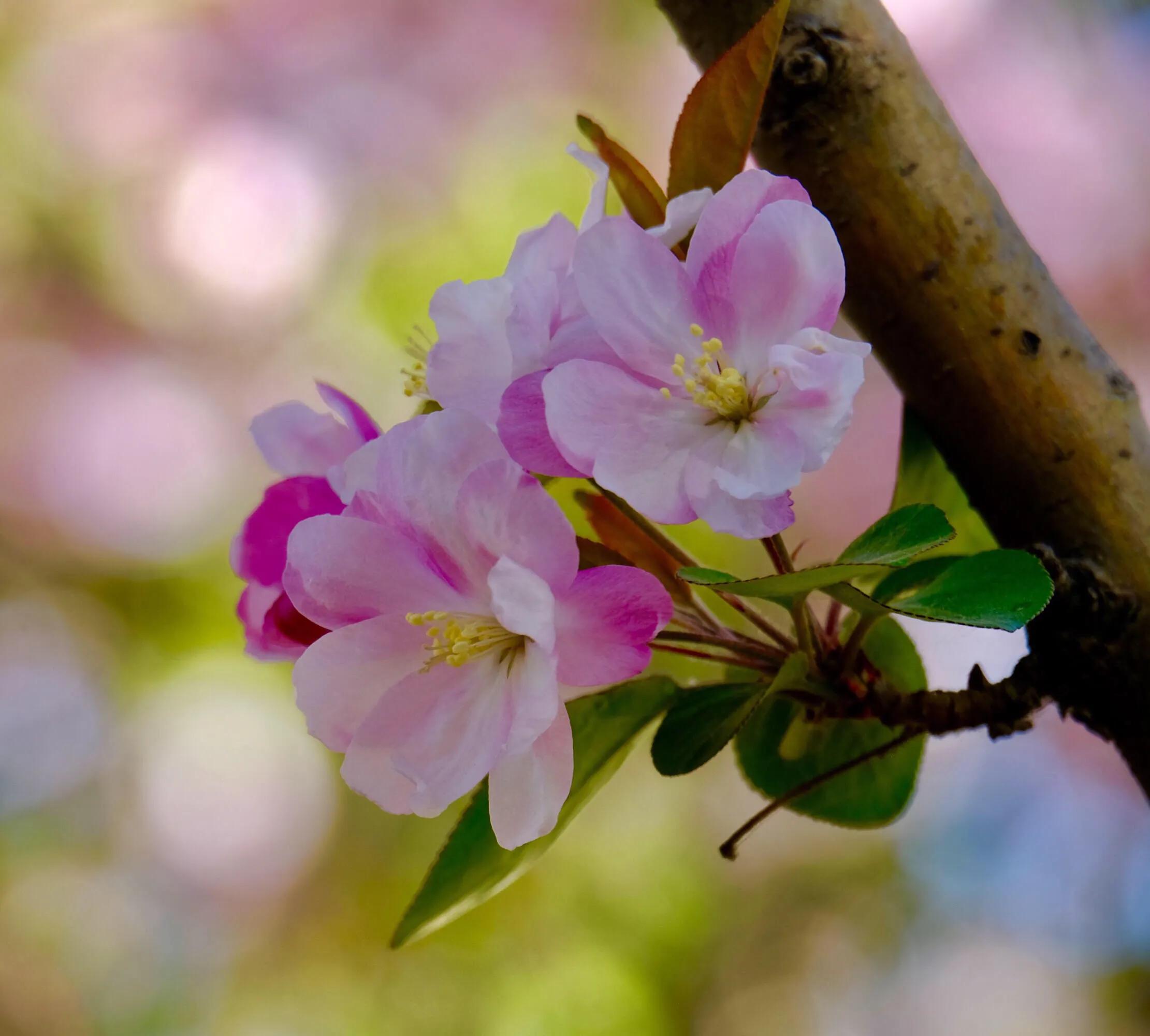 西府海棠花白色,西府海棠花骨朵