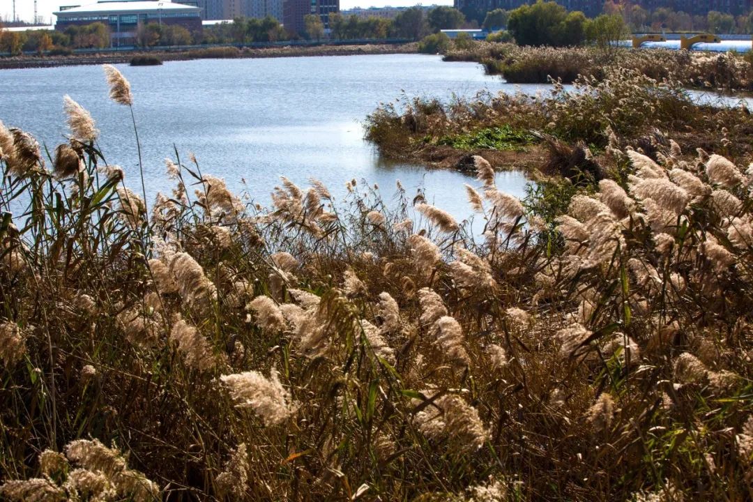 蹴鞠之乡,蹴鞠在中国哪个地方