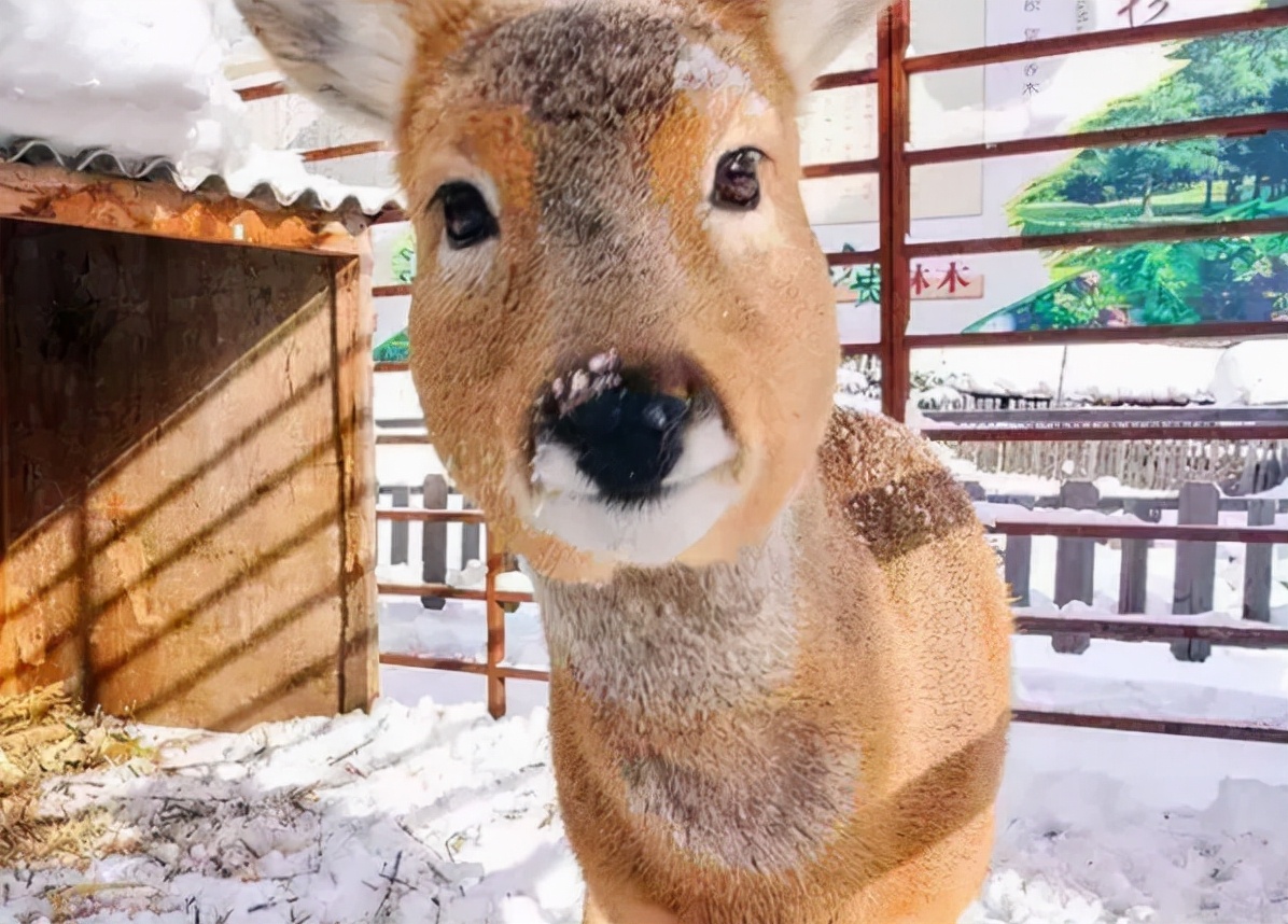 为什么说傻狍子是东北第一大神兽,中国第一神兽傻狍子到底有多傻