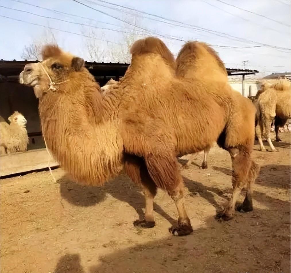 骆驼为什么能吃荆棘和仙人掌,骆驼沙漠之王