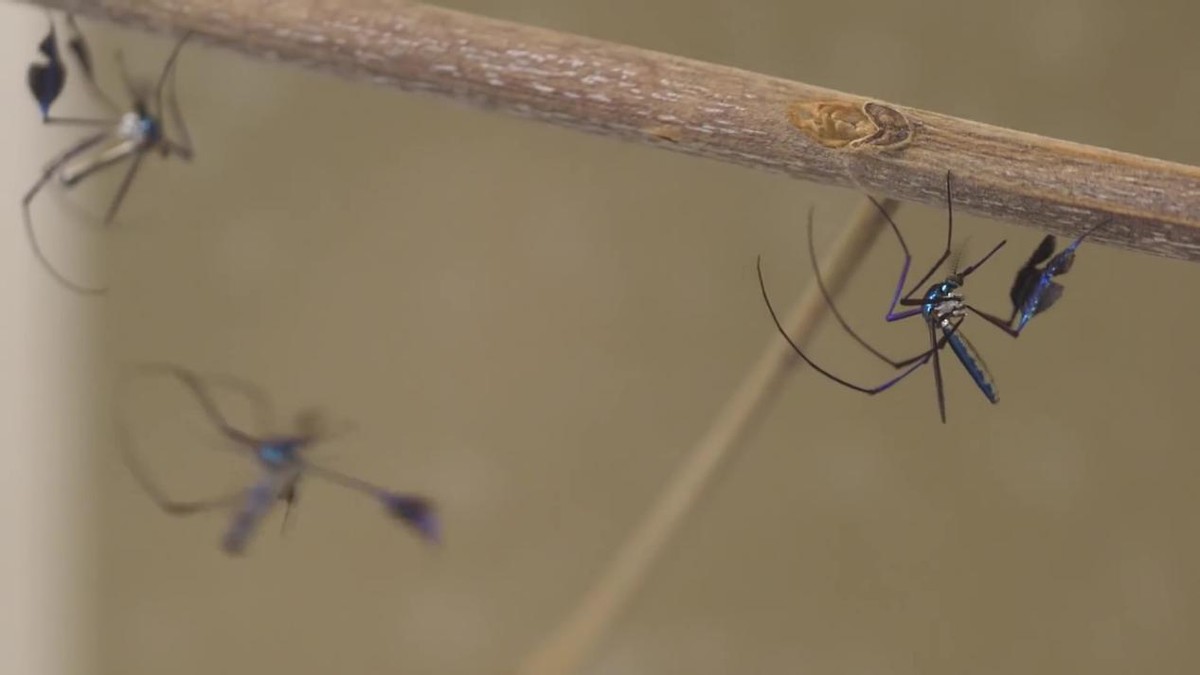 蚊子太多怎么避免蚊子叮咬,蚊子喜欢叮咬什么人如何防蚊子