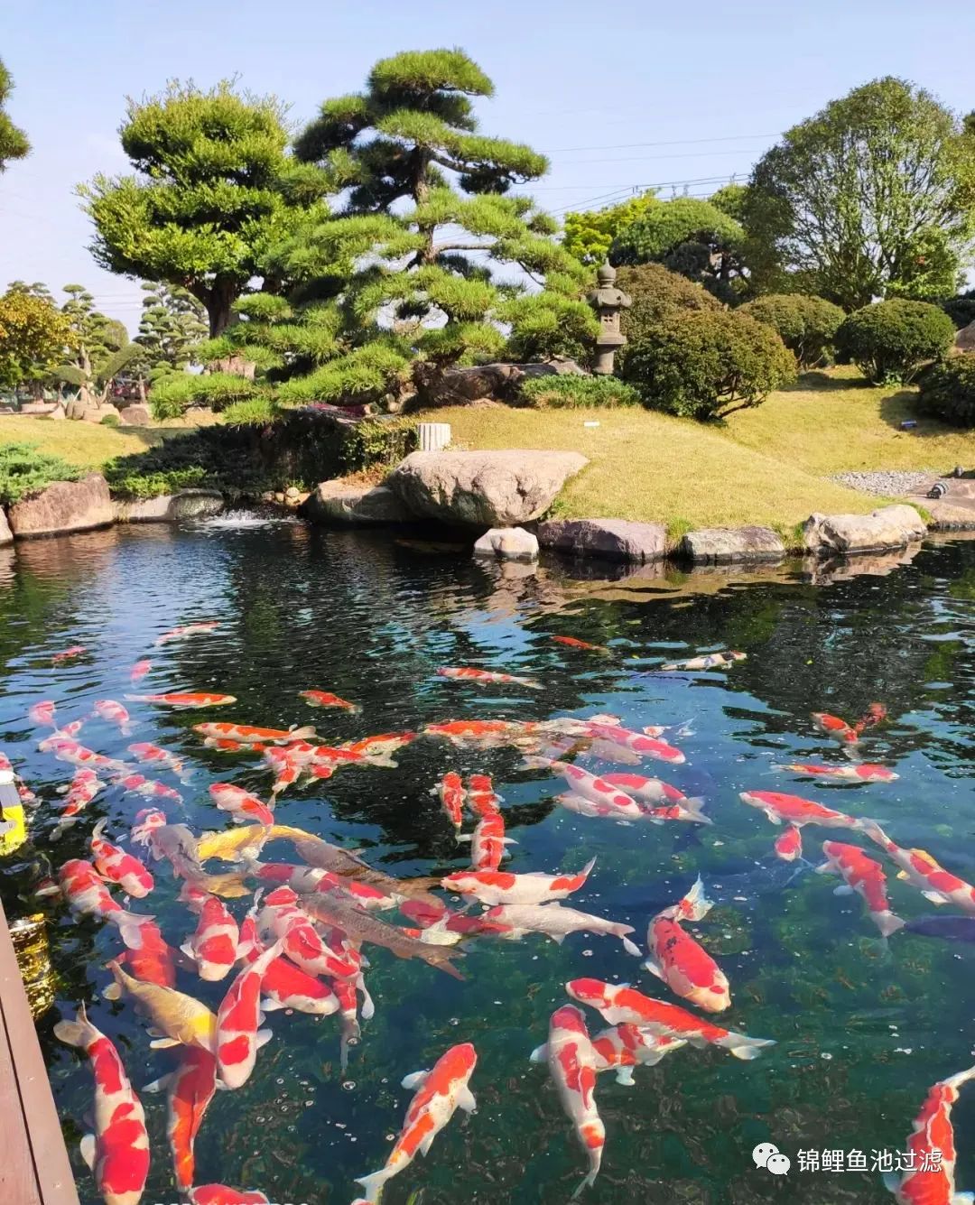 老绿水养鱼的优缺点,绿水养鱼怎么保持水质