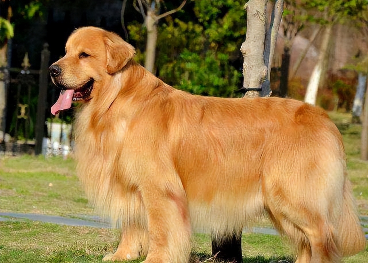 金毛纯的不纯的有什么区别,800块钱的金毛大家帮我看看纯不纯