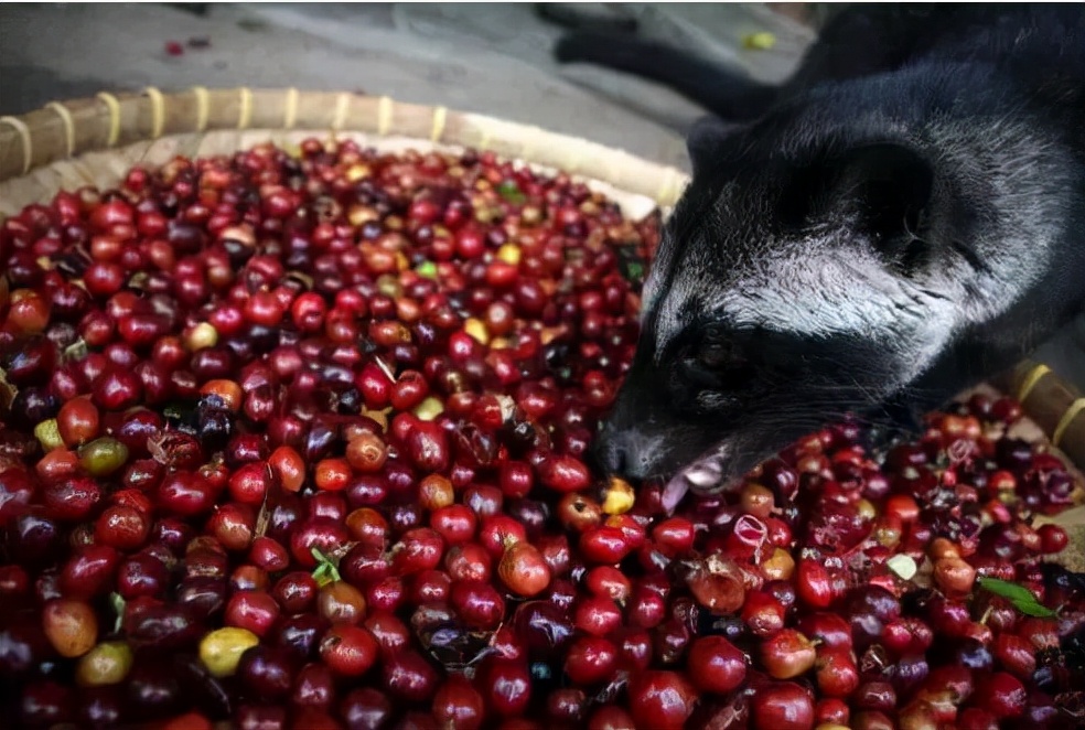 猫屎咖啡是猫屎咖啡吗,猫屎咖啡里面有猫屎吗