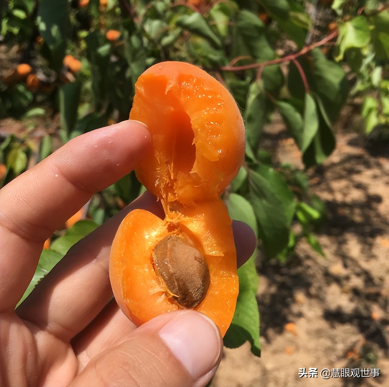 真正的山西孝义土话方言,山西孝义土话大全集