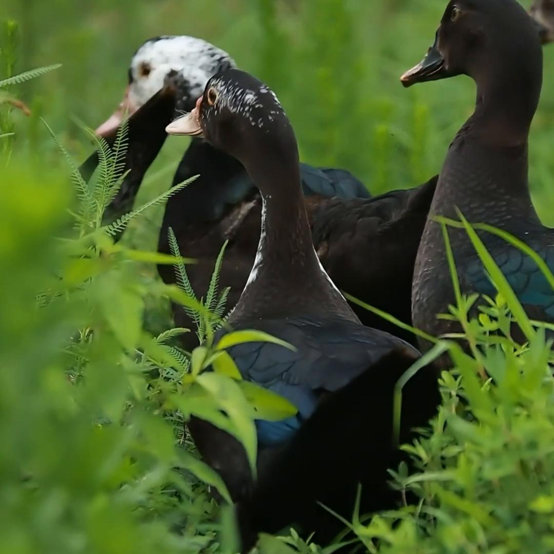 做真实的自己，做真实的产品。#乡村味道
