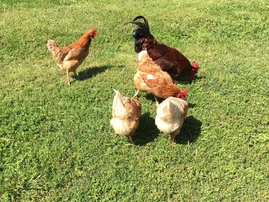 沦落到偷渡过来买鸡蛋！台湾阿兵哥待遇到底有多差？