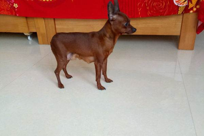 小鹿犬骨折了固定教程,小鹿犬骨折固定后怎么看护