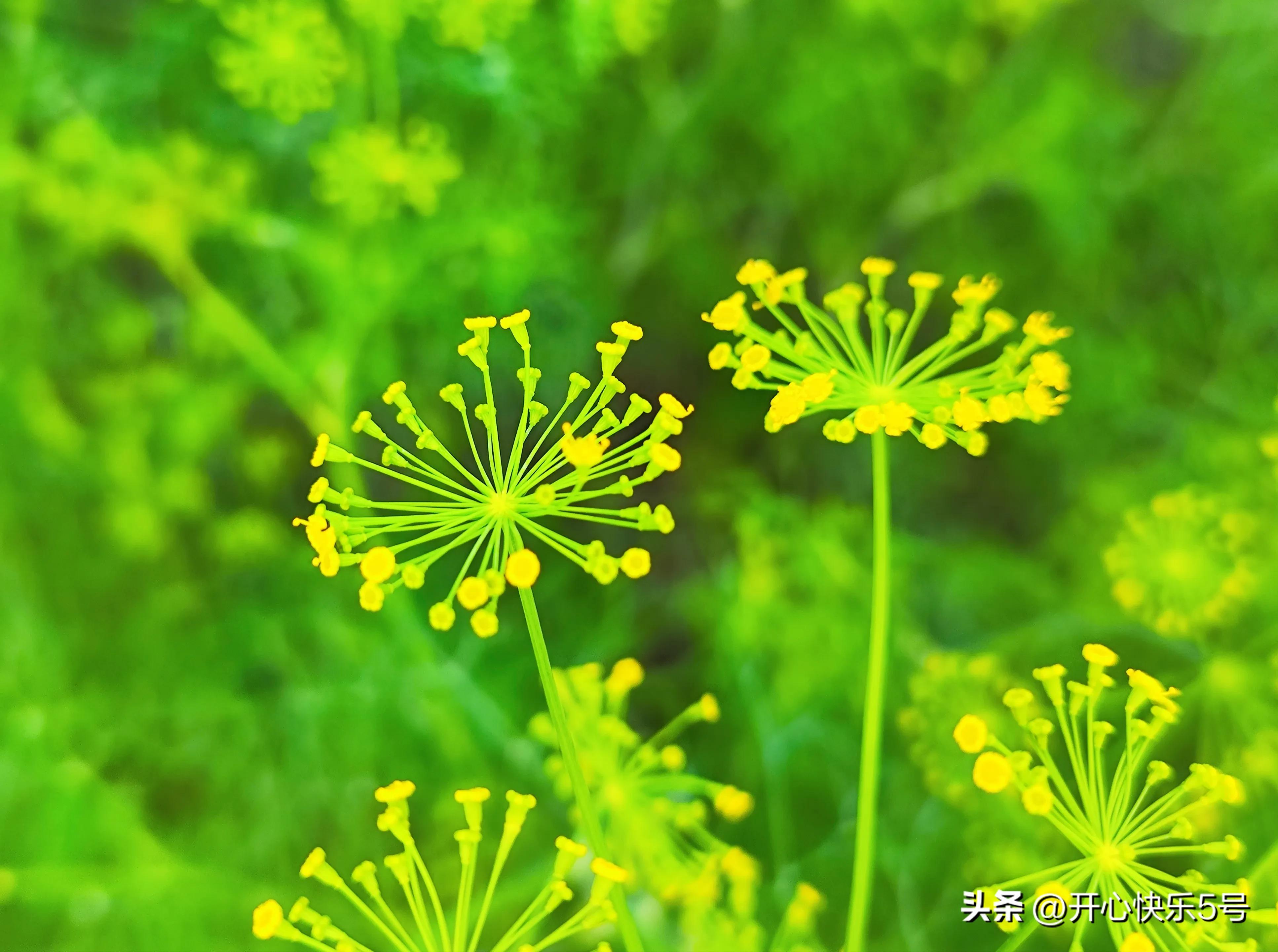 你可曾见过枯萎的玫瑰,你可曾见过什么