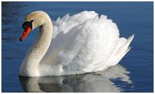 鸟类在分类学中统称为什么,鸟纲分类总表