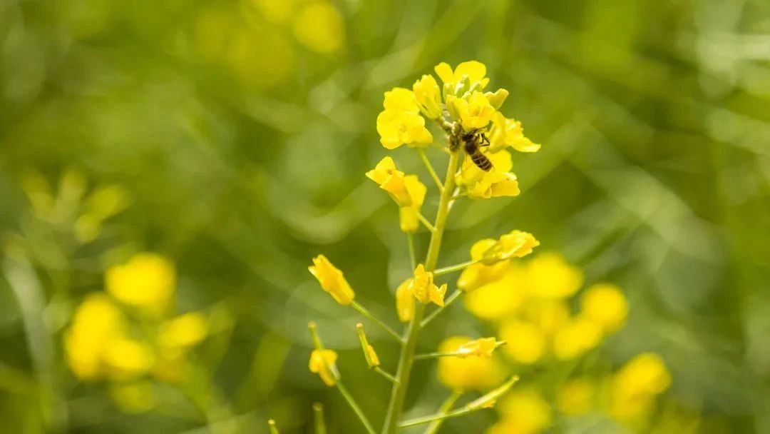呈贡可以露营的公园,呈贡附近小众的露营地