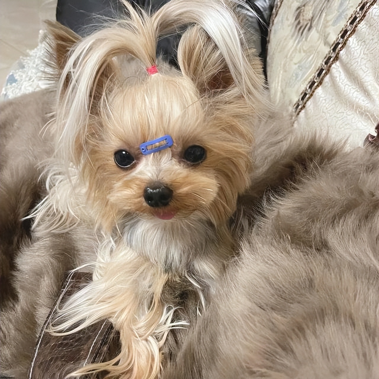 最适合懒人养的狗约克夏,养狗就养约克夏