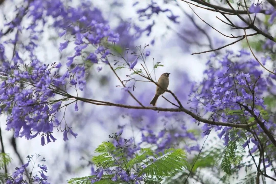 成都花花为什么火了,成都花花怎么出名的