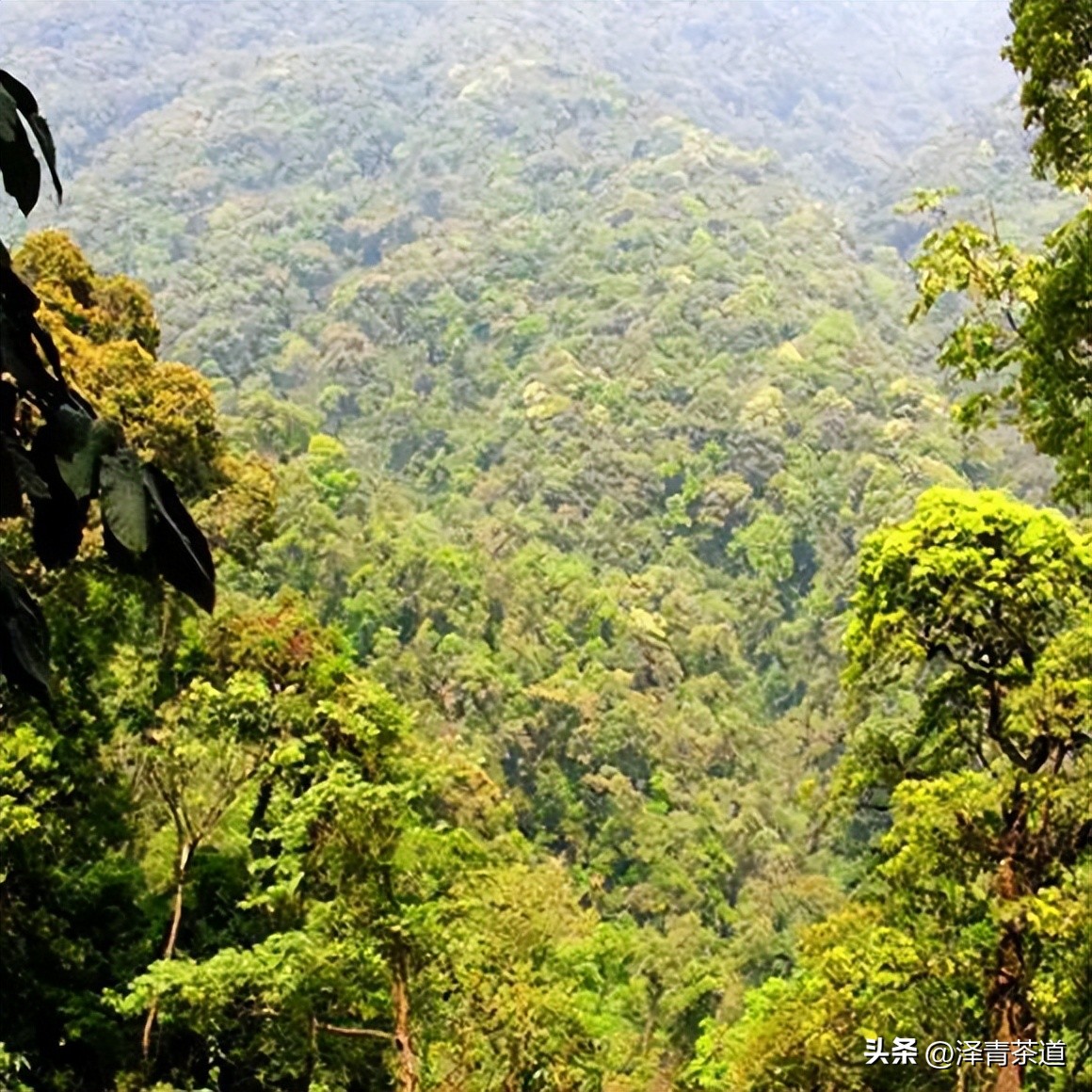 茶树为什么多生“南”而不生“北”？