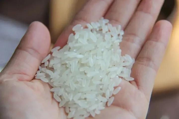 网上买的五常大米能放心吃吗 (制止假的五常大米我们该怎么做)