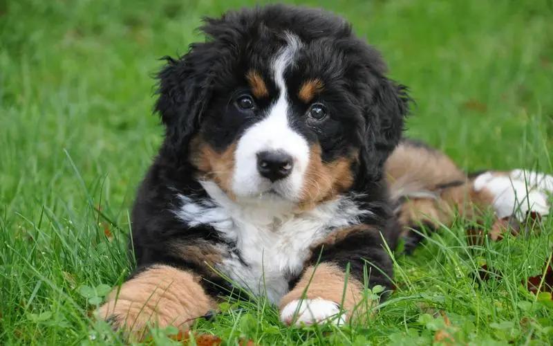 土狗为什么比宠物狗好养,养土狗与养宠物狗有什么区别