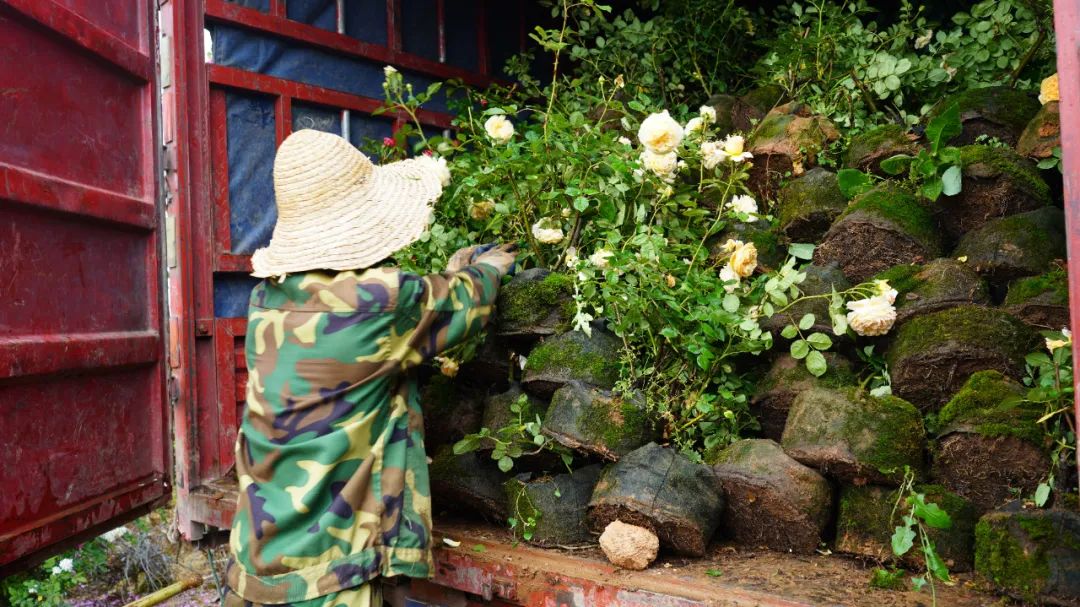 金东鲜花,金东村花卉扶贫基地