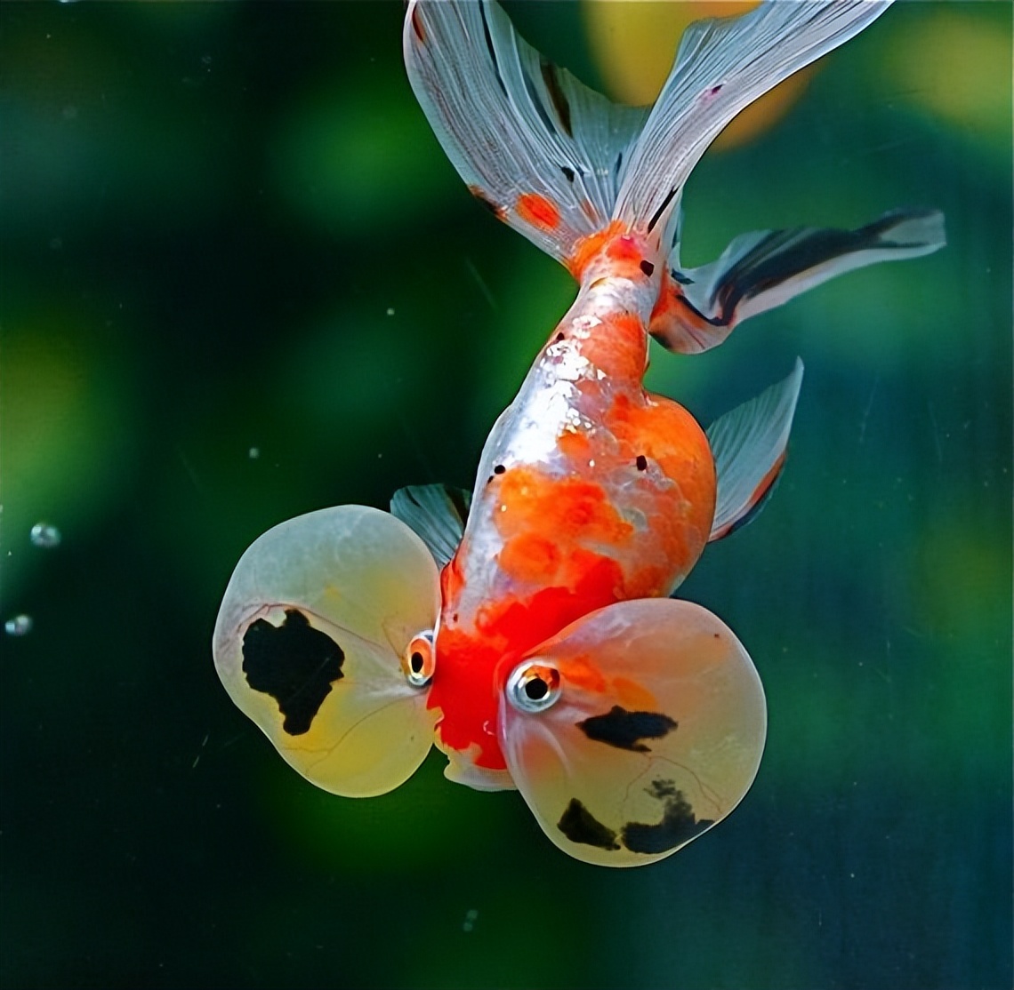 金鱼如何挑选小视频,怎么在渔场挑选金鱼