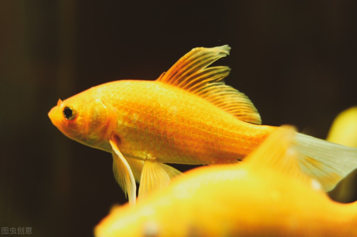 冬季养鱼十大忌讳,降温时节养鱼的要注意什么