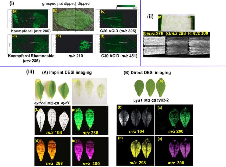 怎么看质谱图解,质谱科普时刻