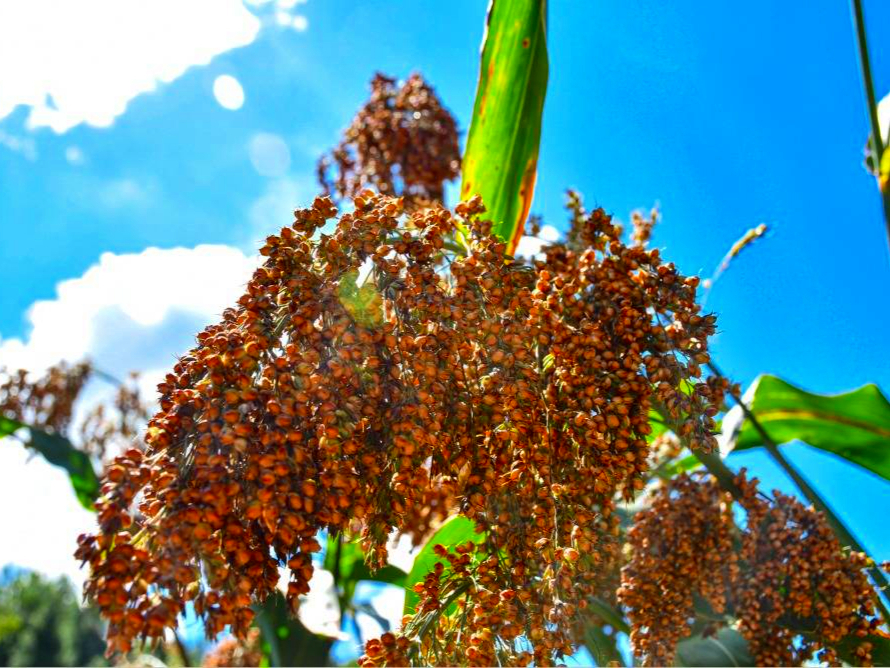 喝酒脸红的人和脸白的人哪个能喝,喝酒脸红的人到底能不能喝科普