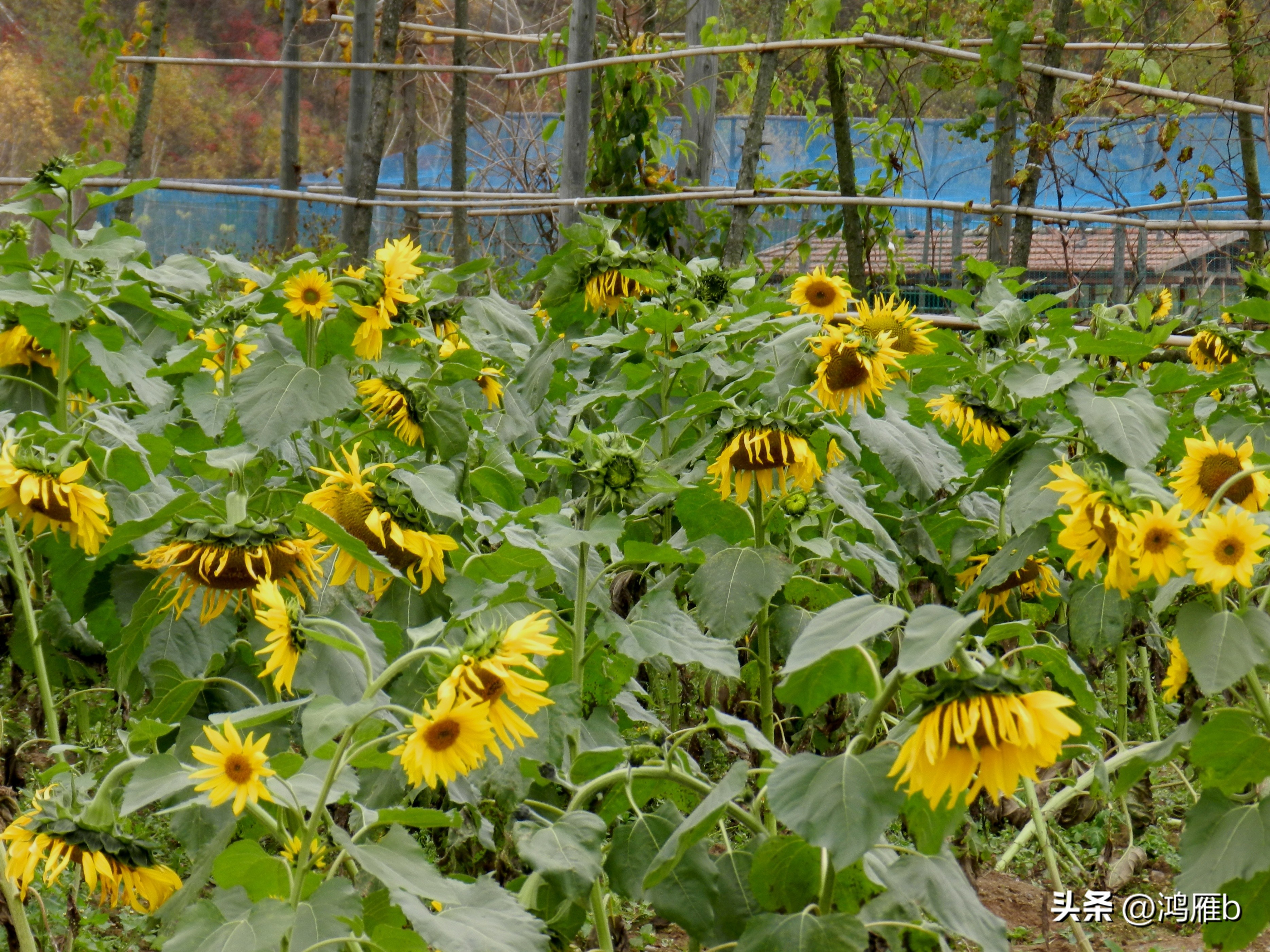 本溪温泉汤沟门票价格,本溪花溪沐枫雪温泉小镇