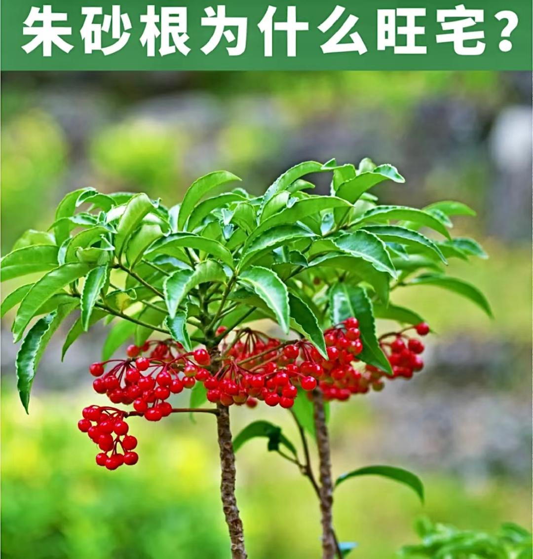 家里养什么花能招财旺宅,家中旺宅最适合养的几种花