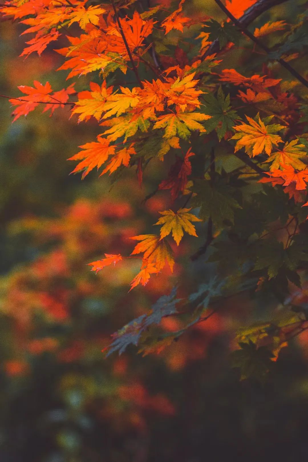 济南九如山秋色美如画,济南九如山秋天景色