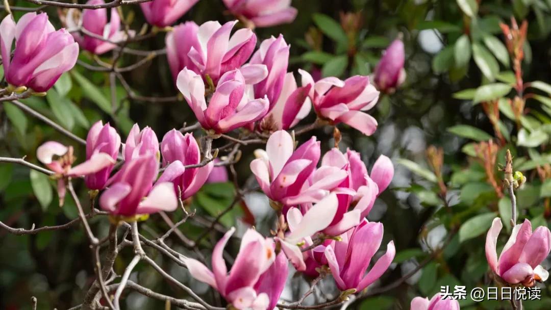 湖北荆州：石首“繁花”上大分↑即将刷爆朋友圈！