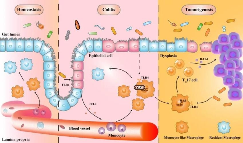 探究GDF11和GDF8氨基酸替代对骨骼发育相关信号通路的实用性研究