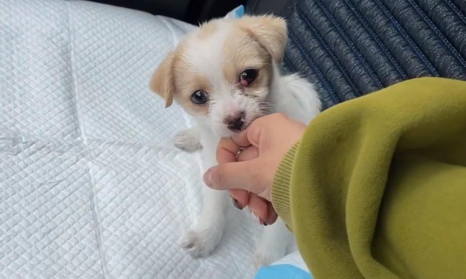 黑龙江：眼中长息肉的狗宝宝，紧抱志愿者的手，狗狗：别再抛弃我