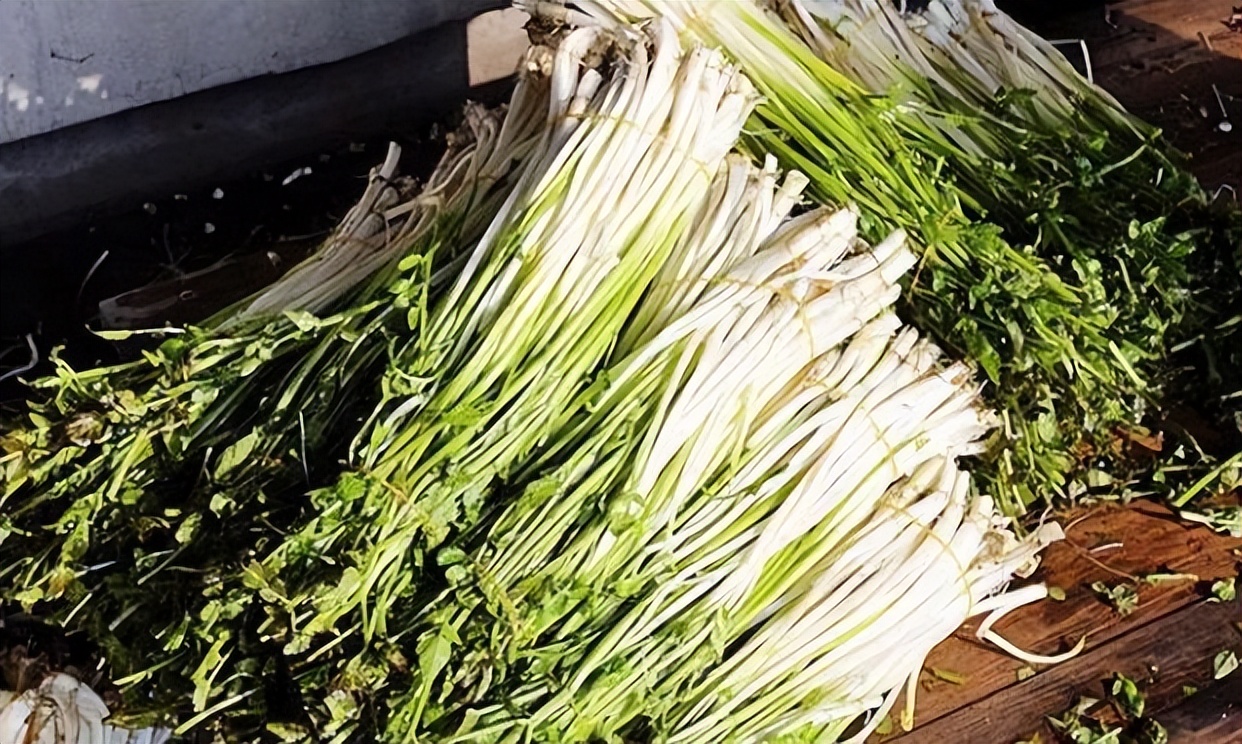 萌萌细语｜准备为我治咽炎，哥们用大瓦罐栽种水芹菜