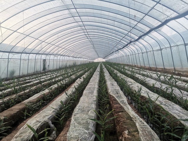 大姜幼苗期管理技术视频,大姜出苗期管理要点