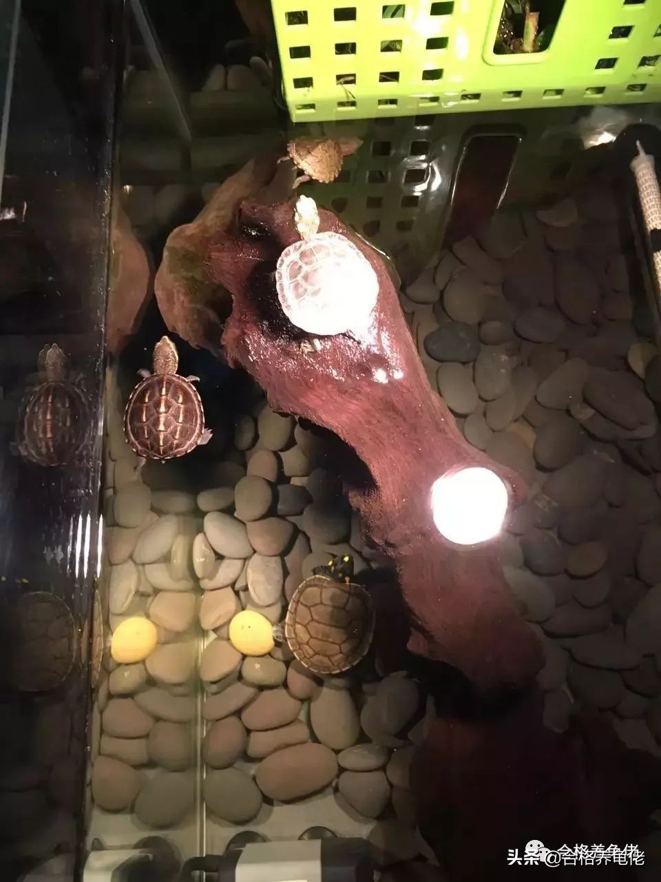 新手养小龟苗要注意什么,养殖龟苗要怎样喂食才合理