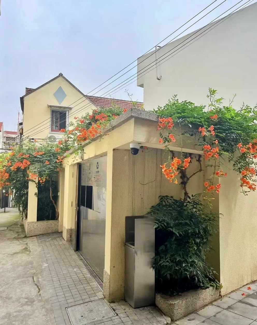 全区唯一!这个有4312棵行道树的街道,厚植梧桐街区绿色生态!