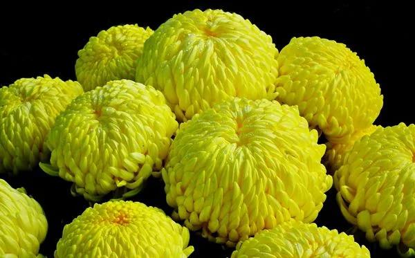 菊花的花语,菊花的花语是什么意思