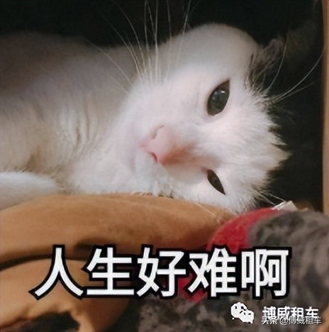 疫情之下，买不如租，带上“小鹏”，和花花草草“约”起来