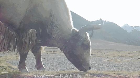 金丝野牦牛是几级保护动物,野牦牛属于国家几级保护动物