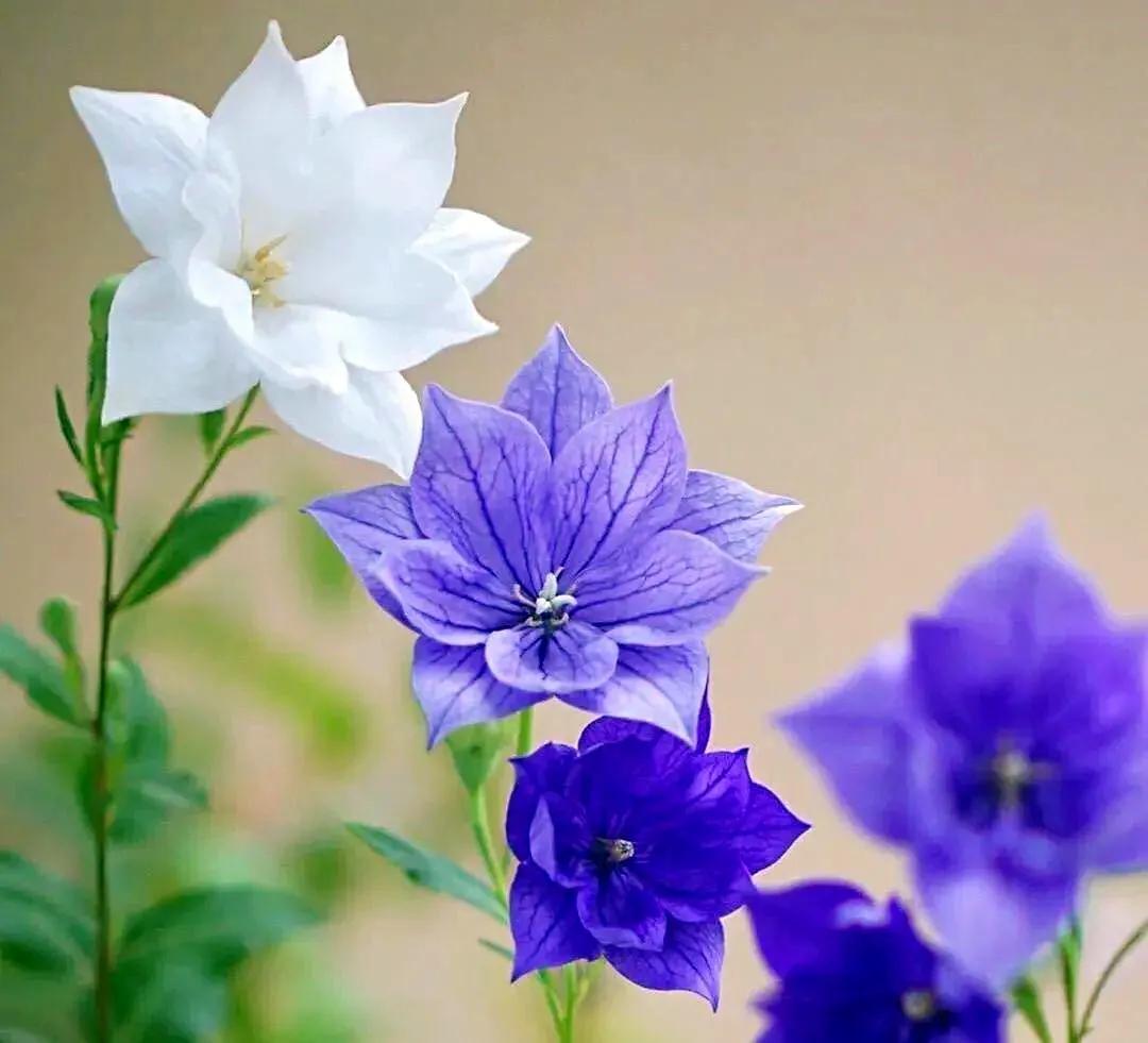 原创花卉作品·桔梗花·花中处士，不慕繁华。已然成为园林新宠。