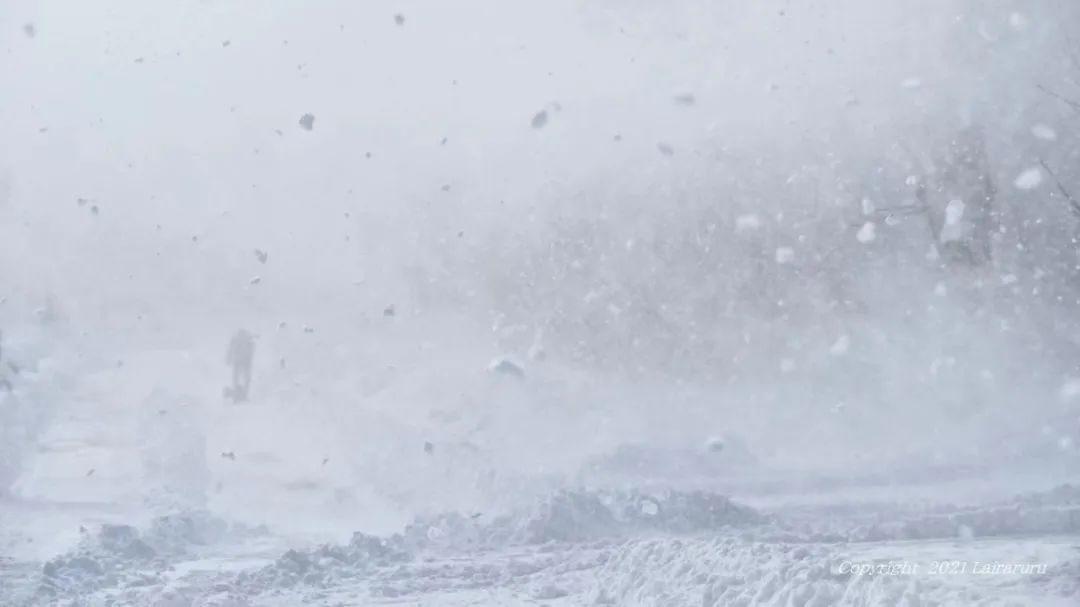 千万别养两只柴犬,千万不要养的狗子