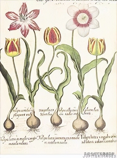 乌俄最新形势,俄乌荷兰战争最新消息