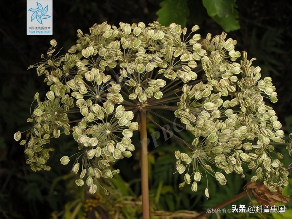 十大公认最好闻的食用香精香料,去腥提香的香料有哪些牌子好闻