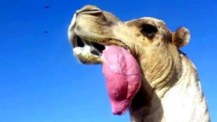 野公驼和家母驼要搞跨属恋爱，牧主却棒打鸳鸯，究竟为什么？