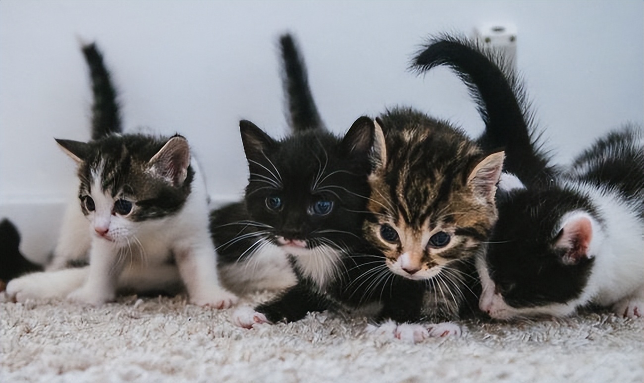 老祖宗严选的猫,老祖宗传下来的选猫秘诀